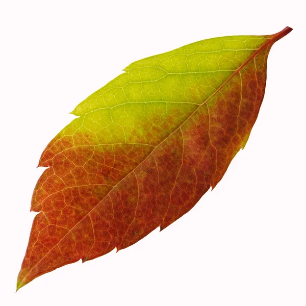 Осенний лист листвы изолирован на белом фоне — стоковое фото