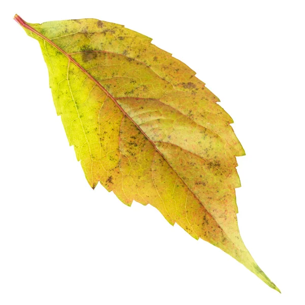 Autumn foliage leaf isolated on white background — Stock Photo, Image