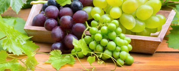 Arka planda üzüm ve şarap yaprakları — Stok fotoğraf
