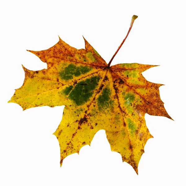 Folhas de outono bordo colorido sobre fundo branco — Fotografia de Stock