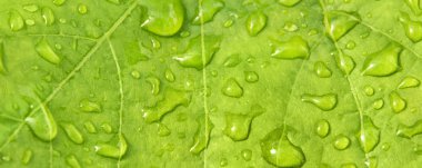 Su damlalarıyla sarmaşık yaprakları