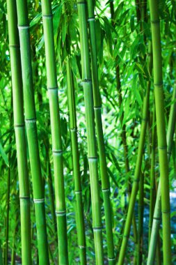 Bambu arkaplanı tam boyutta