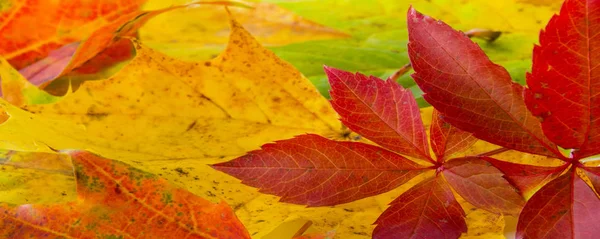 Цветные осенние листья в качестве фона — стоковое фото