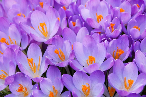 Mor crocus yakın çekim