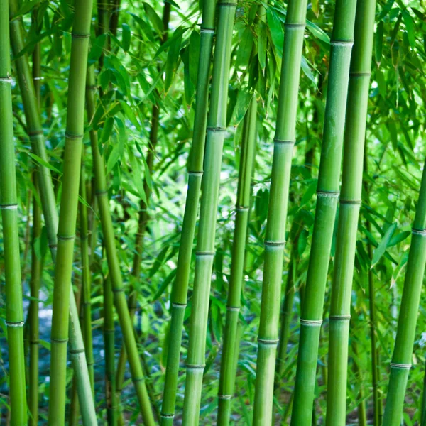 Bamboo plants as a background
