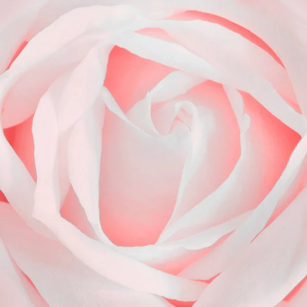 Цветок розовой розы в полный рост — стоковое фото