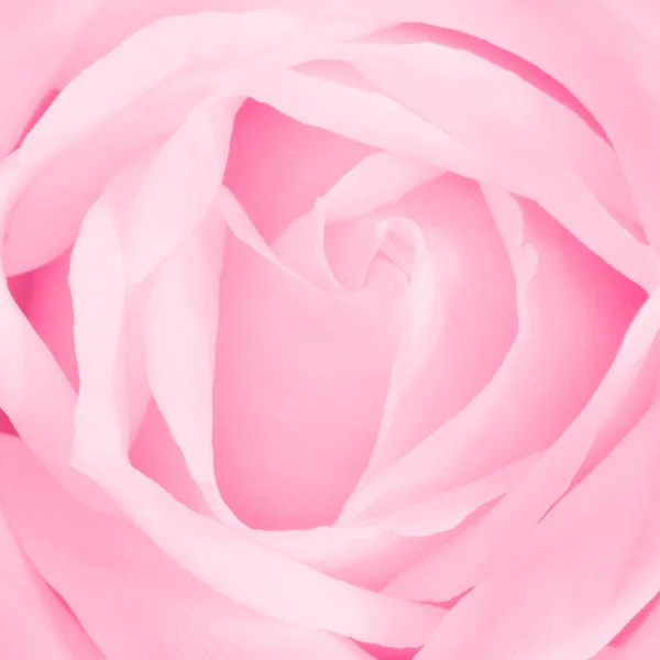 Pink rose blossom in full size — Stock Photo, Image