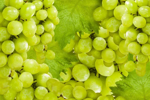 Grapes and wine leaves in the background — Stock Photo, Image