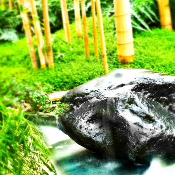 Selva con bambú y curso de agua como fondo —  Fotos de Stock