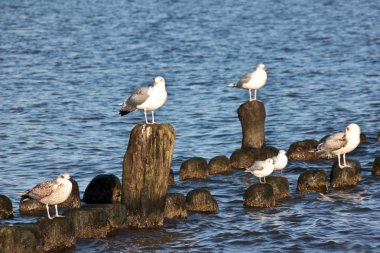 Ahşap arka planda martılar 