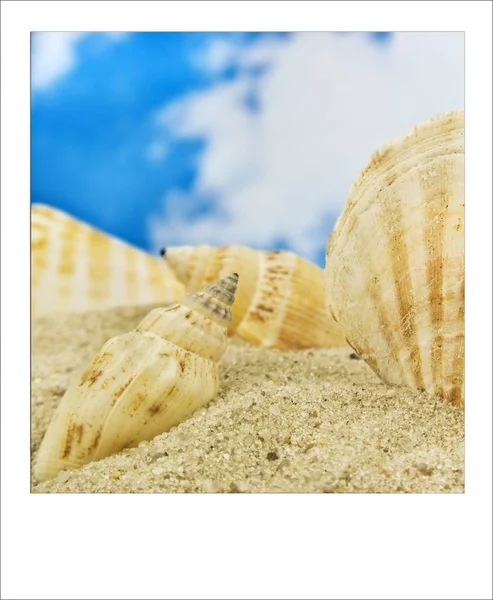 Conchas polaroid en fondo blanco arena — Foto de Stock