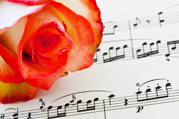 Sheet of music with rose background close-up