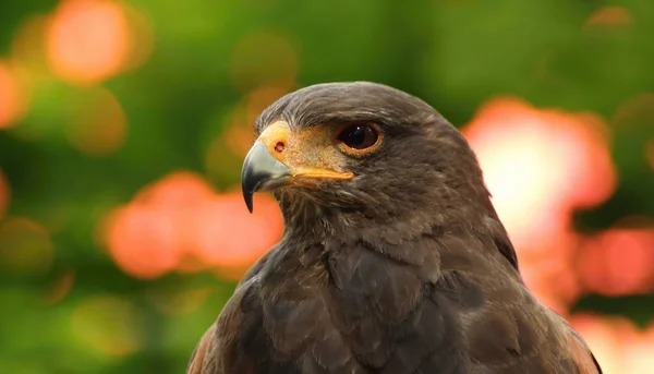 Bruant Buzzard Oiseaux Proie — Photo