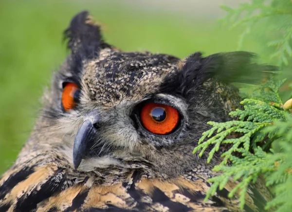 Details Portraits Birds Prey — Stock Photo, Image