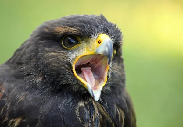 Details Portraits Birds Prey — Stock Photo, Image