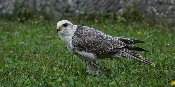 Details Portraits Birds Prey — Stock Photo, Image