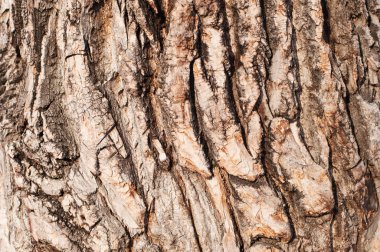 Braun ağaç kabuğu doku. Yakın çekim.
