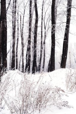 Kış. Frost ağaçlarda