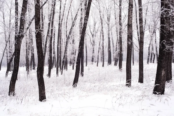 Winter Trees Frost — Stock Photo, Image