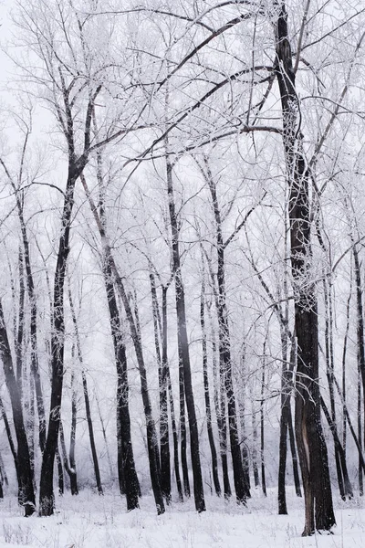 Winter Trees Frost — Stock Photo, Image