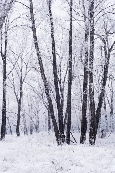 Winter Trees Frost — Stock Photo, Image