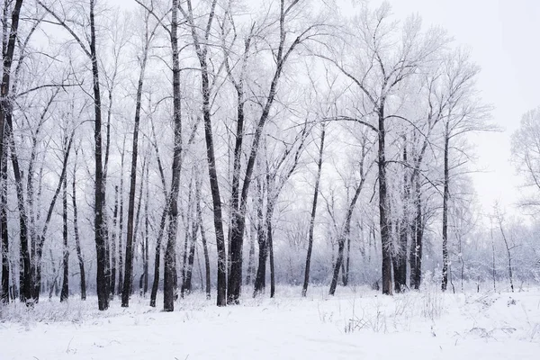 Vintern Träd Frost — Stockfoto