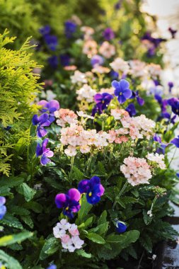 Pembe ve mavi çiçek bahçesi