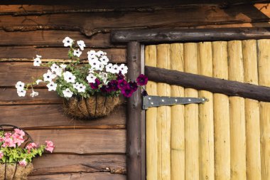 Tahta bir duvarda asılı petunya saksısı