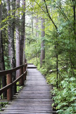 Ormanın içinden geçen ahşap yol