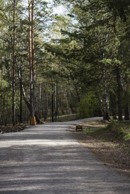 Yazın kozalaklı ormanın içinden geçen yol..