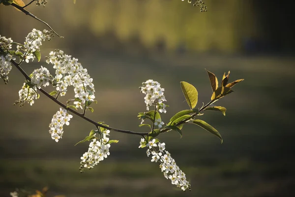 スカイブルーの背景に桜の木の枝 — ストック写真