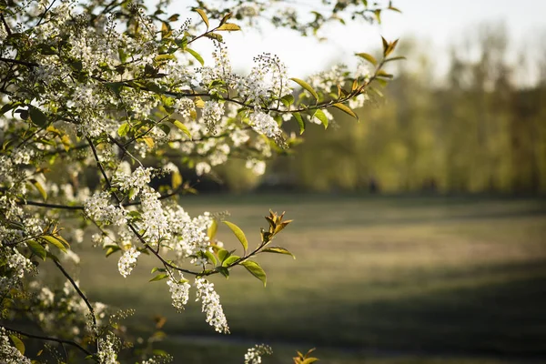 Blüte Baumzweige Auf Himmelblauem Hintergrund — Stockfoto