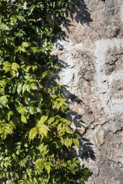 Soyut arkaplan taş duvar ve yeşil dallar