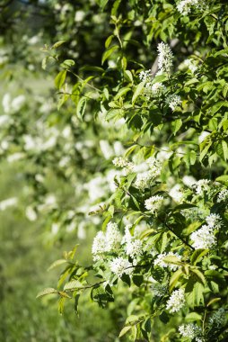 Çiçeği ağaç dalları gök mavisi zemin üzerine