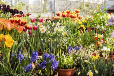 Bahçede bahar çiçekleri (laleler, nergisler, sümbüller))