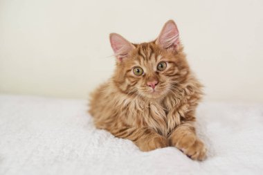 Beyaz bir battaniyenin üzerinde tatlı kırmızı kedi yavrusu yatıyor.