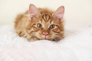 Beyaz bir battaniyenin üzerinde tatlı kırmızı kedi yavrusu yatıyor.