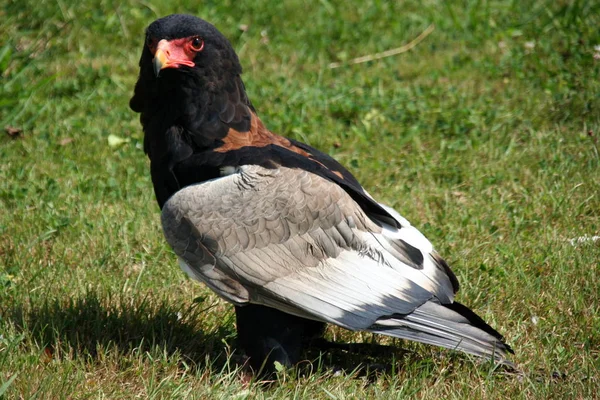 Gran Pájaro Mirando Cámara Gran Ave Posando Una Exhibicin — Foto de Stock