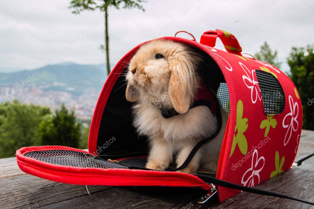 Conejo belier saliendo de su transportin