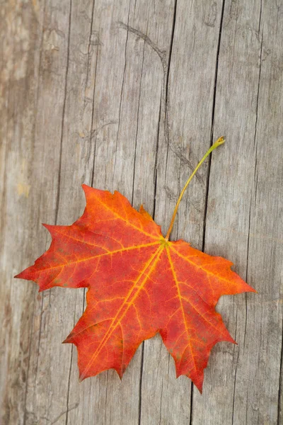 Φθινοπωρινό φύλλο σφενδάμνου ξαπλωμένη σε ένα ξύλινο ταμπλό με — Φωτογραφία Αρχείου