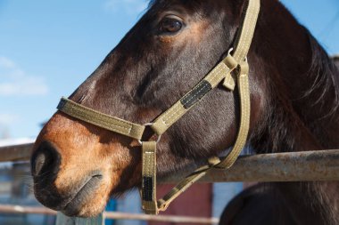 güzel bir su kuyusu-damat at portresi