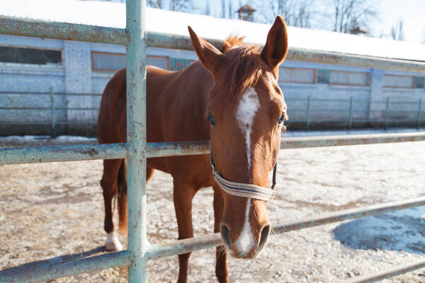 beautiful chestnut stallion