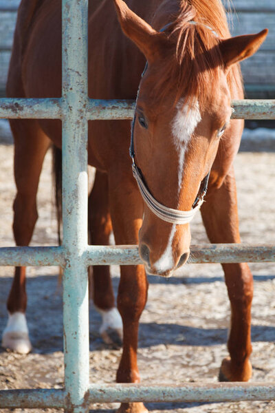 Brown beautiful horse