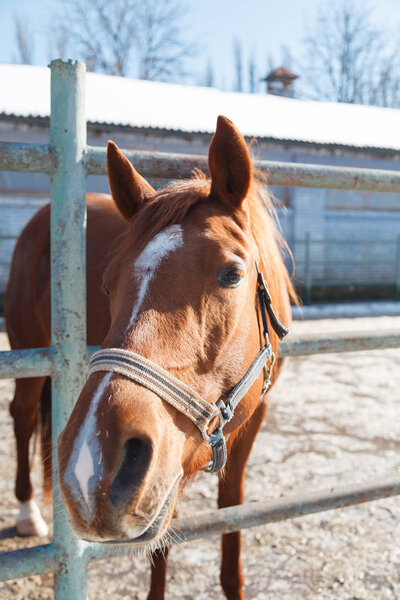 Brown beautiful horse