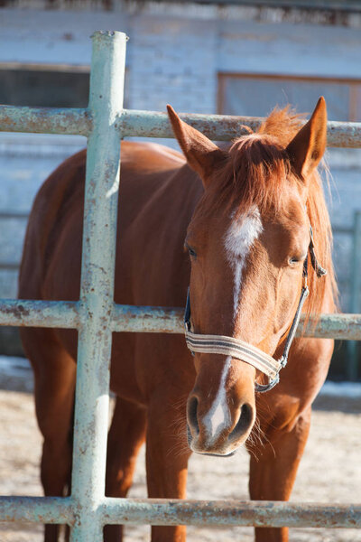 Portrait of a beautiful horse