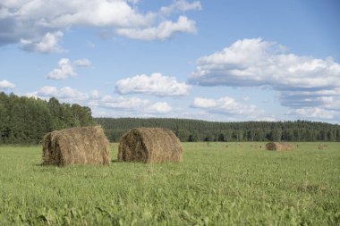 Rusya, Ural 2019. Beslenmek için saman topluyorum..