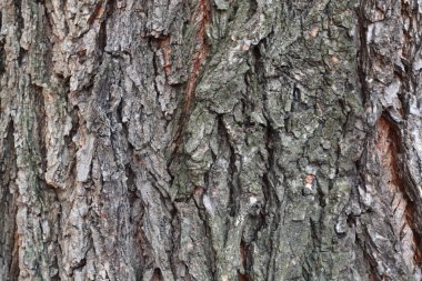 Ağaç kabuğu. arka plan