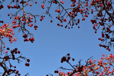 Arka planda sonbahar meyveleri