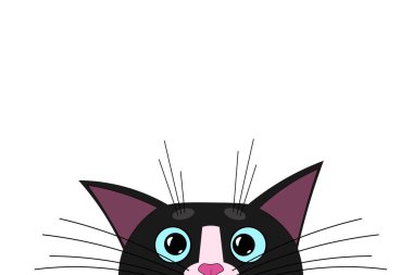 Şirin kedi ağızlığı, yüzü, bakışı ve dikizlemesi korkmuş köşede, kenarda. Büyük mavi gözlü, uzun bıyıklı ve keskin kulaklı bir kedi. Tasarım ve dekorasyon için boş şablon. Beyaz izole arkaplan.