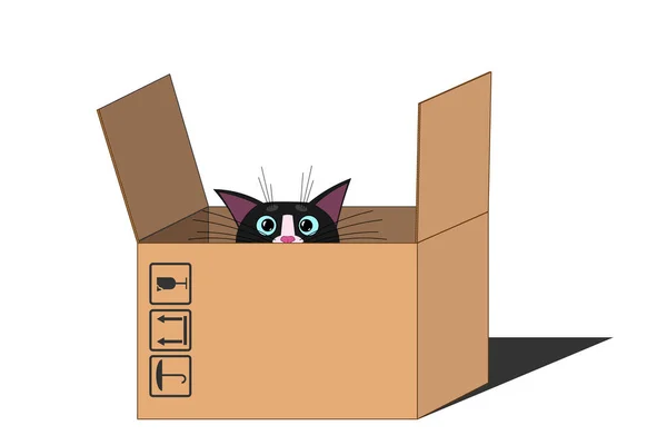 Şirin kedi ağızlığı, yüzü, bakışı ve bakışı kutudan korktu. Büyük mavi gözlü, uzun bıyıklı ve keskin kulaklı bir kedi. Tasarım ve dekorasyon için boş şablon. Beyaz izole arkaplan.